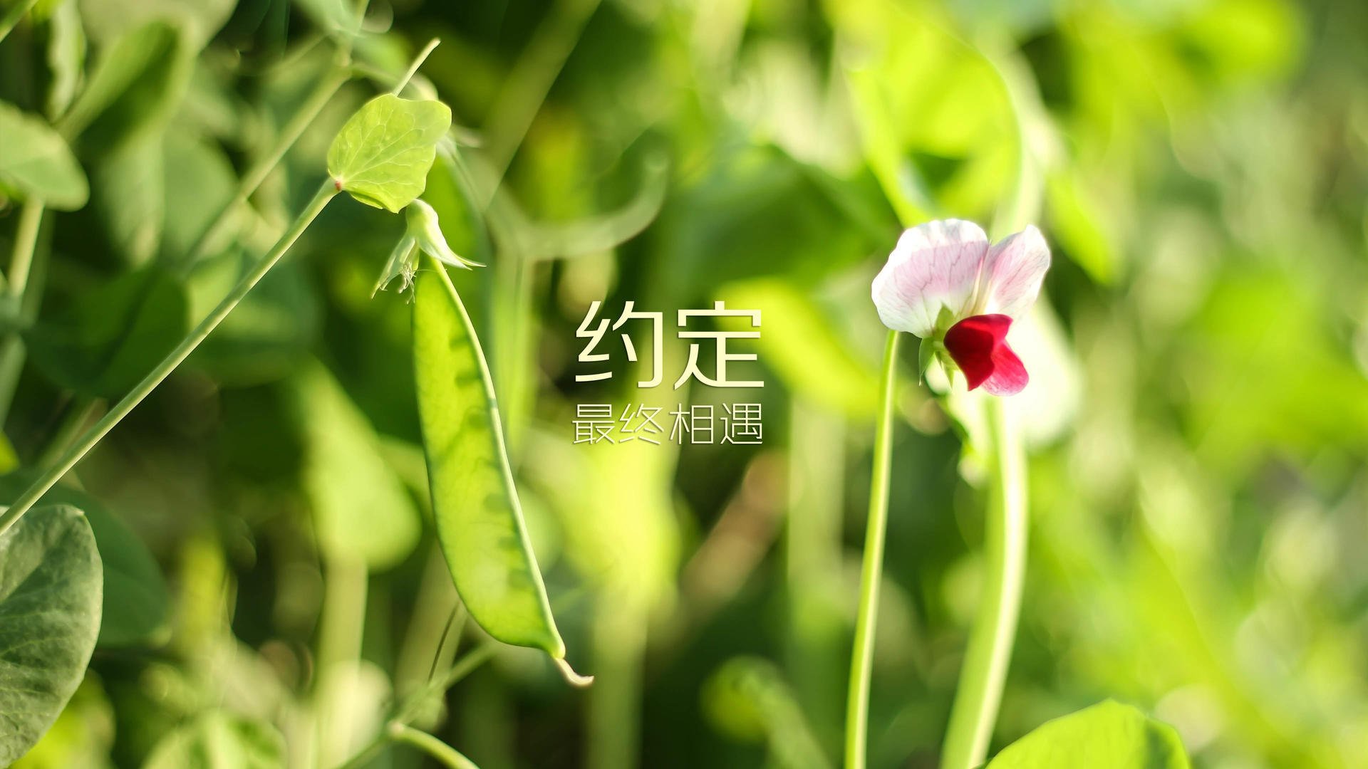 _趣味绳索挑战：团队合作的最佳试炼_，绳索益智游戏