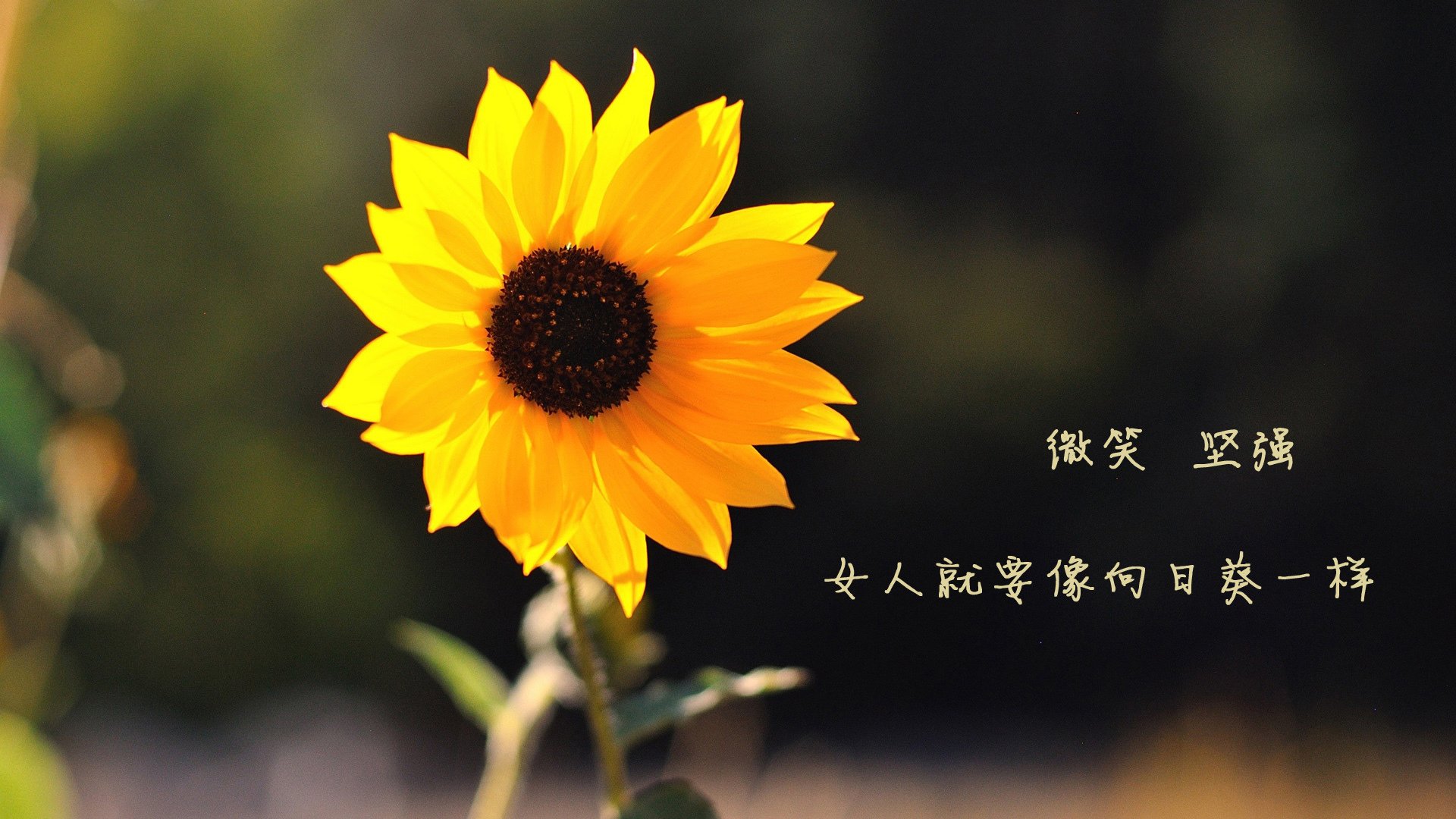 马德里竞技不敌切尔西，惜败欧冠关，马德里竞技和切尔西谁厉害